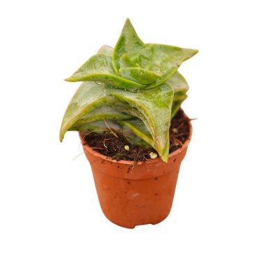 Pianta Grassa Crassula Ivory Pagoda