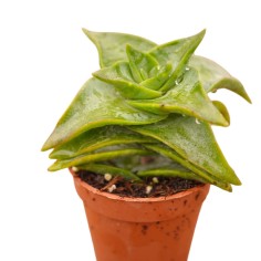 Vendita Crassula Penhoek  | La Collana di Bottoni Rossa | MondoPiante