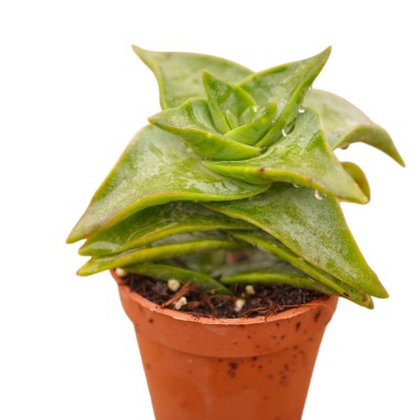 Pianta Grassa Crassula Ivory Pagoda
