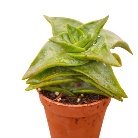 Pianta Grassa Crassula Ivory Pagoda