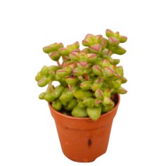 Vendita Crassula Marneriana | La Spettacolare Collana di Giada | MondoPiante