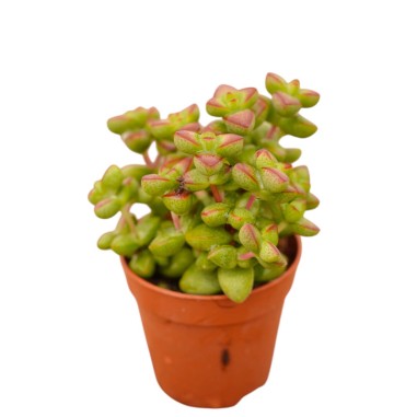 Vendita Crassula Marneriana | La Spettacolare Collana di Giada | MondoPiante