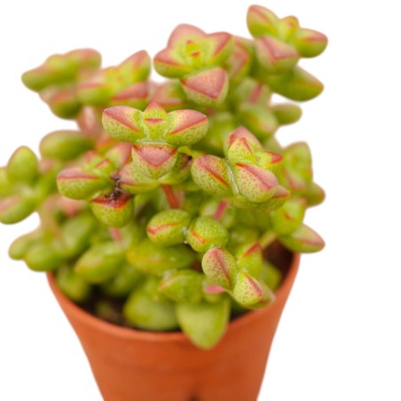 Vendita Crassula Marneriana | La Spettacolare Collana di Giada | MondoPiante