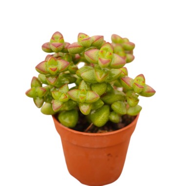 Vendita Crassula Marneriana | La Spettacolare Collana di Giada | MondoPiante