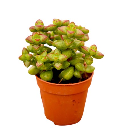 Vendita Crassula Marneriana | La Spettacolare Collana di Giada | MondoPiante