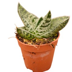 Pianta Grassa Aloe variegata 2