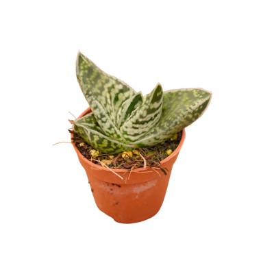 Vendita Aloe variegata | L'Aloe Tigre da Collezione | MondoPiante