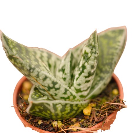 Vendita Aloe variegata | L'Aloe Tigre da Collezione | MondoPiante