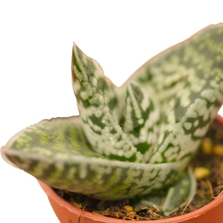 Vendita Aloe variegata | L'Aloe Tigre da Collezione | MondoPiante