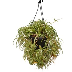 Vendita Falangio (Pianta Ragno) | Chlorophytum comosum | MondoPiante