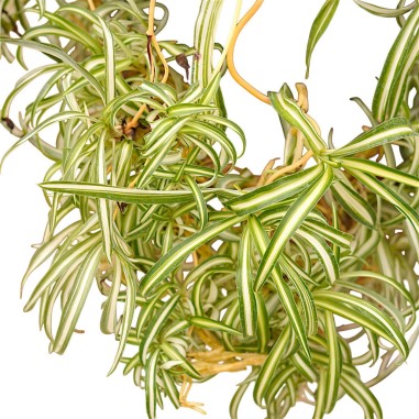 Vendita Falangio (Pianta Ragno) | Chlorophytum comosum | MondoPiante