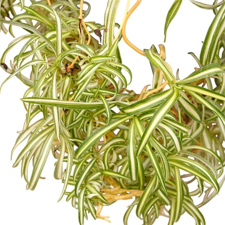 Vendita Falangio (Pianta Ragno) | Chlorophytum comosum | MondoPiante