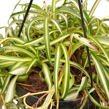 Vendita Falangio (Pianta Ragno) | Chlorophytum comosum | MondoPiante