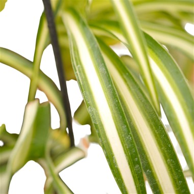 Vendita Falangio (Pianta Ragno) | Chlorophytum comosum | MondoPiante