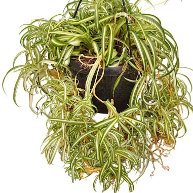 Vendita Falangio (Pianta Ragno) | Chlorophytum comosum | MondoPiante