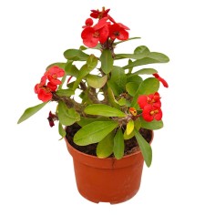 Pianta Euphorbia Milii Vaso 14 cm: Vendita | Mondo Piante