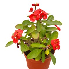 Pianta Euphorbia Milii Vaso 14 cm: Vendita | Mondo Piante 2