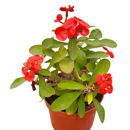 Pianta Euphorbia Milii Vaso 14 cm: Vendita | Mondo Piante