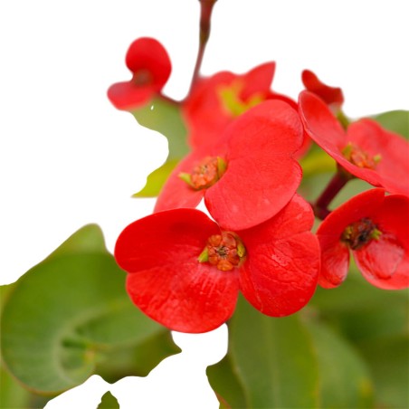 Pianta Euphorbia Milii Vaso 14 cm: Vendita | Mondo Piante