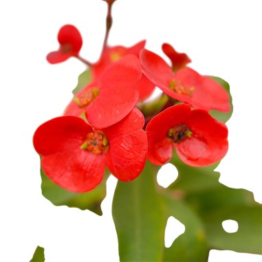 Pianta Euphorbia Milii Vaso 14 cm: Vendita | Mondo Piante