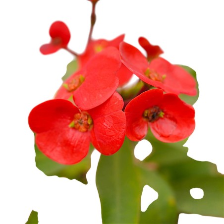 Pianta Euphorbia Milii Vaso 14 cm: Vendita | Mondo Piante