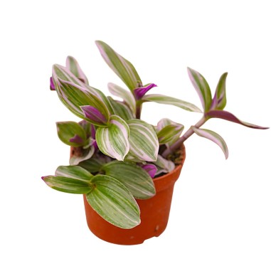 Vendita Tradescantia Nanouk | La Pianta Rosa da Interno | MondoPiante