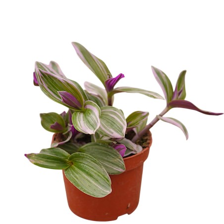 Vendita Tradescantia Nanouk | La Pianta Rosa da Interno | MondoPiante