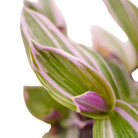 Vendita Tradescantia Nanouk | La Pianta Rosa da Interno | MondoPiante