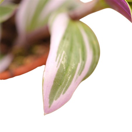 Vendita Tradescantia Nanouk | La Pianta Rosa da Interno | MondoPiante
