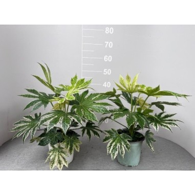 Pianta Aralia Vaso 19 cm (Fatsia Japonica) | Mondo Piante