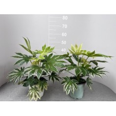 Pianta Aralia Vaso 19 cm (Fatsia Japonica) | Mondo Piante