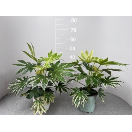 Pianta Aralia Vaso 19 cm (Fatsia Japonica) | Mondo Piante