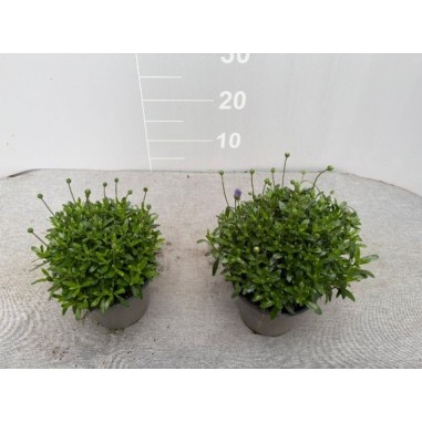 Pianta Felicia Amelloides Vaso 14cm-Piante Stagionali|Mondo Piante