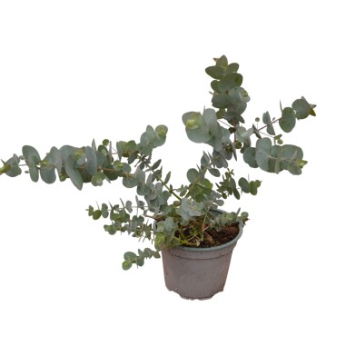 Eucalipto Cinerea: Pianta Vera da Esterno | Mondo Piante