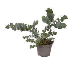 Eucalipto Cinerea: Pianta Vera da Esterno | Mondo Piante