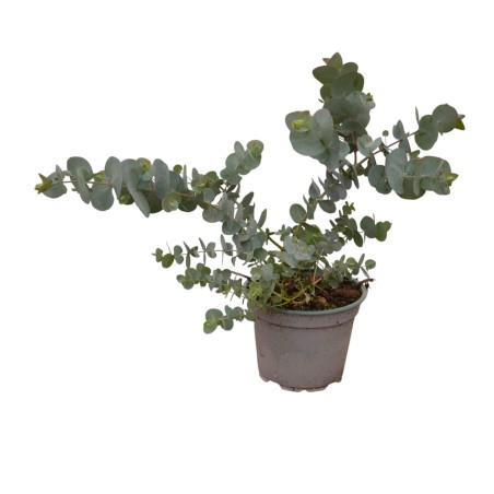 Eucalipto Cinerea: Pianta Vera da Esterno | Mondo Piante