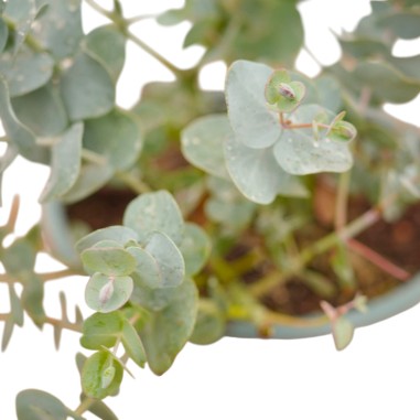 Eucalipto Cinerea: Pianta Vera da Esterno | Mondo Piante