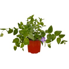 Vinca Major (Pervinca): Pianta Tappezzante | Mondo Piante