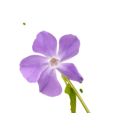 Vinca Major (Pervinca): Pianta Tappezzante | Mondo Piante