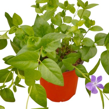 Vinca Major (Pervinca): Pianta Tappezzante | Mondo Piante