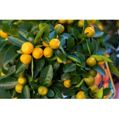 Calamondino (Agrume in Vaso): Pianta Vera | Mondo Piante