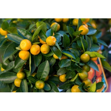 Calamondino (Agrume in Vaso): Pianta Vera | Mondo Piante