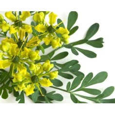 Ruta Graveolens: Pianta Aromatica Officinale | Mondo Piante