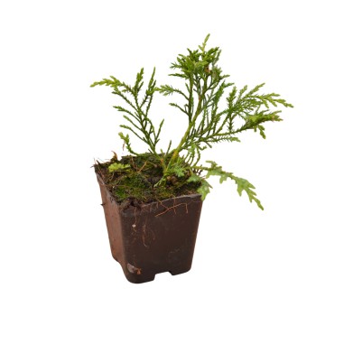 Pianta Cupressus Leylandii