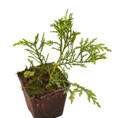 Cupressus Leylandii: Pianta da Siepe Veloce | Mondo Piante 2