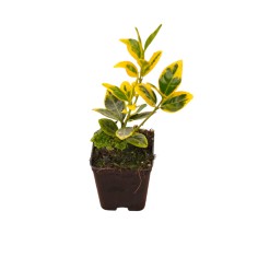 Pianta Euonymus Marieke Vaso 7cm | Mondo Piante