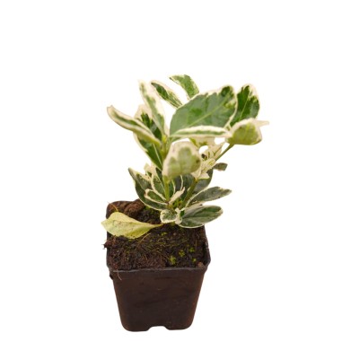 Euonymus Harlequin: Arbusto Variegato | Mondo Piante