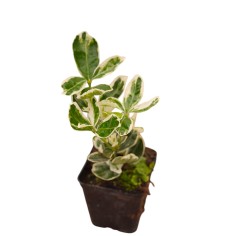 Pianta Euonymus Harlequin Vaso 7 cm: Vendita | Mondo Piante 2