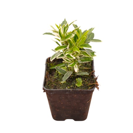 Pianta Euonymus Japonicus Bravo Vaso 7 cm | Mondo Piante