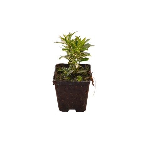 Pianta Euonymus Japonicus Bravo Vaso 7 cm | Mondo Piante